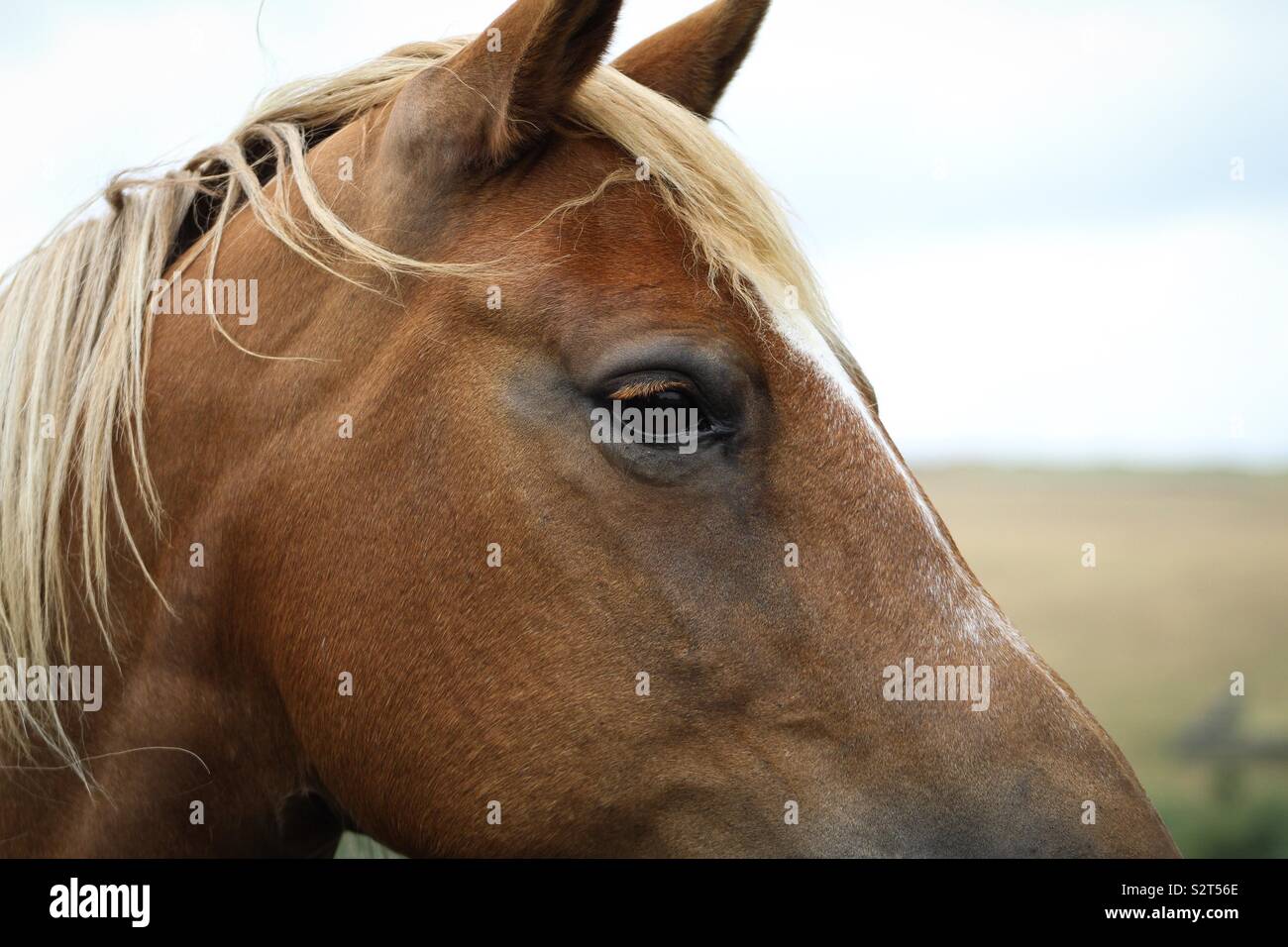 Schöne Augen Stockfoto