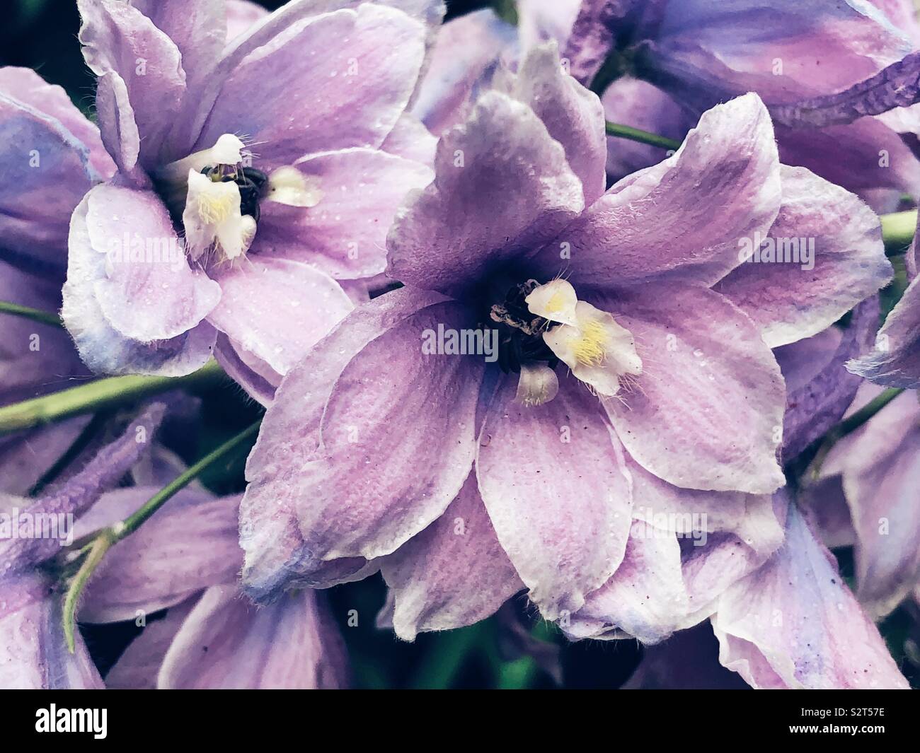 Lilafarbenen Lilien Stockfoto