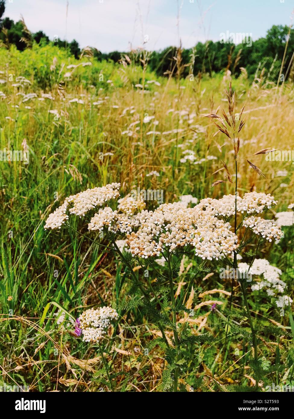 Wildblumen in einem Feld. Stockfoto