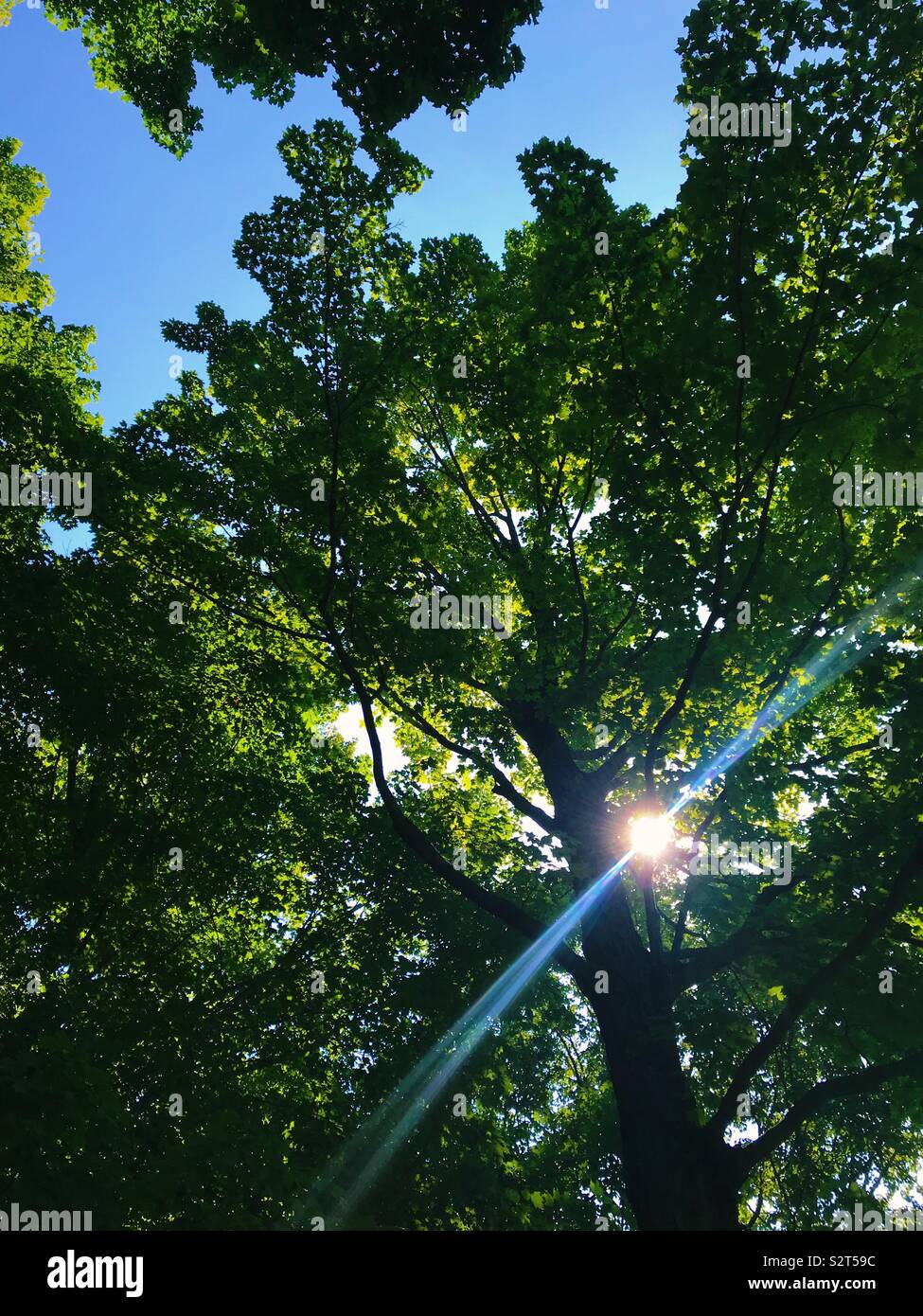 Sonnenlicht durch die Bäume. Stockfoto