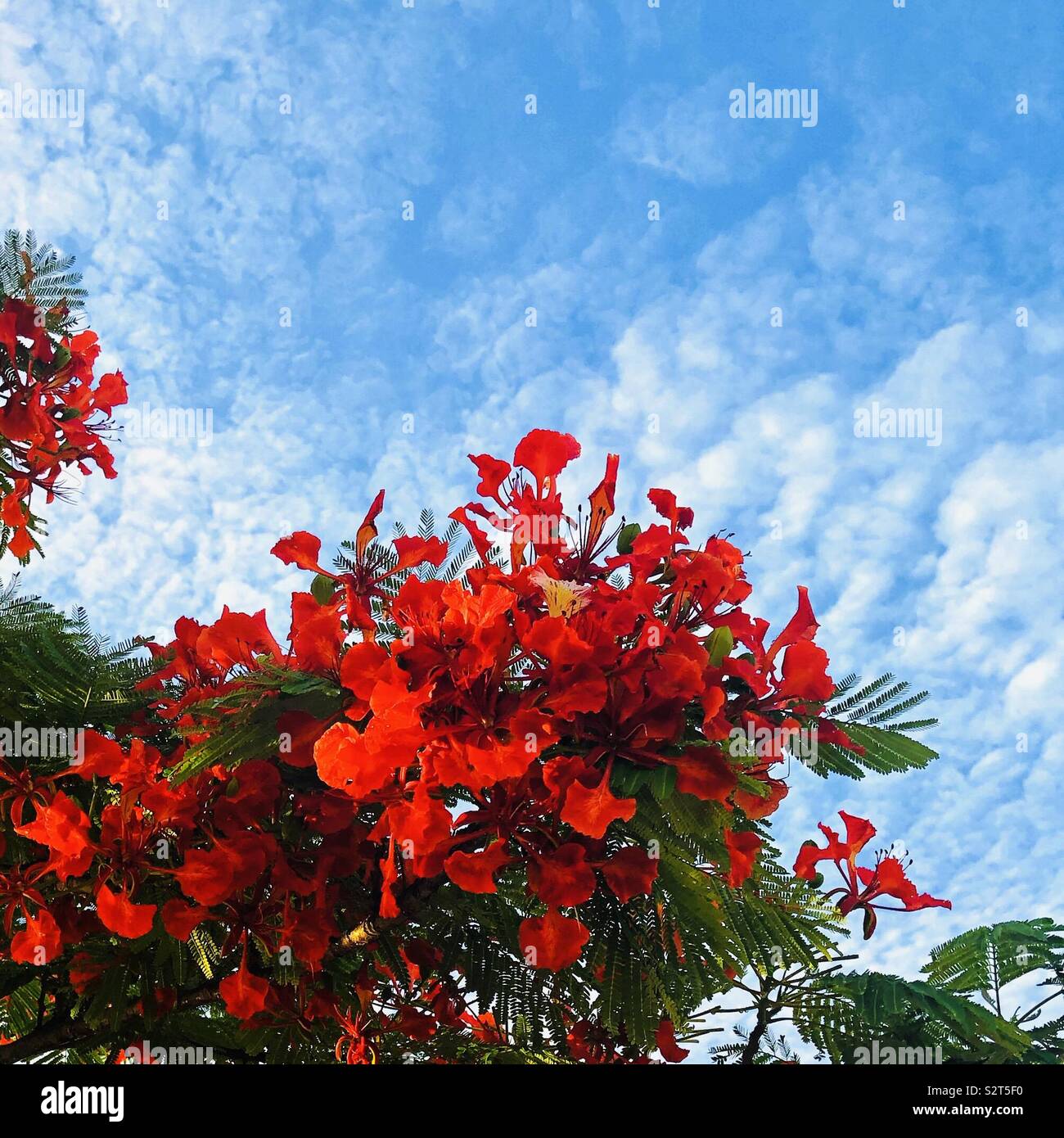 Flamboyant tree Blumen vor einem blauen Himmel mit weißen Wolken. Stockfoto