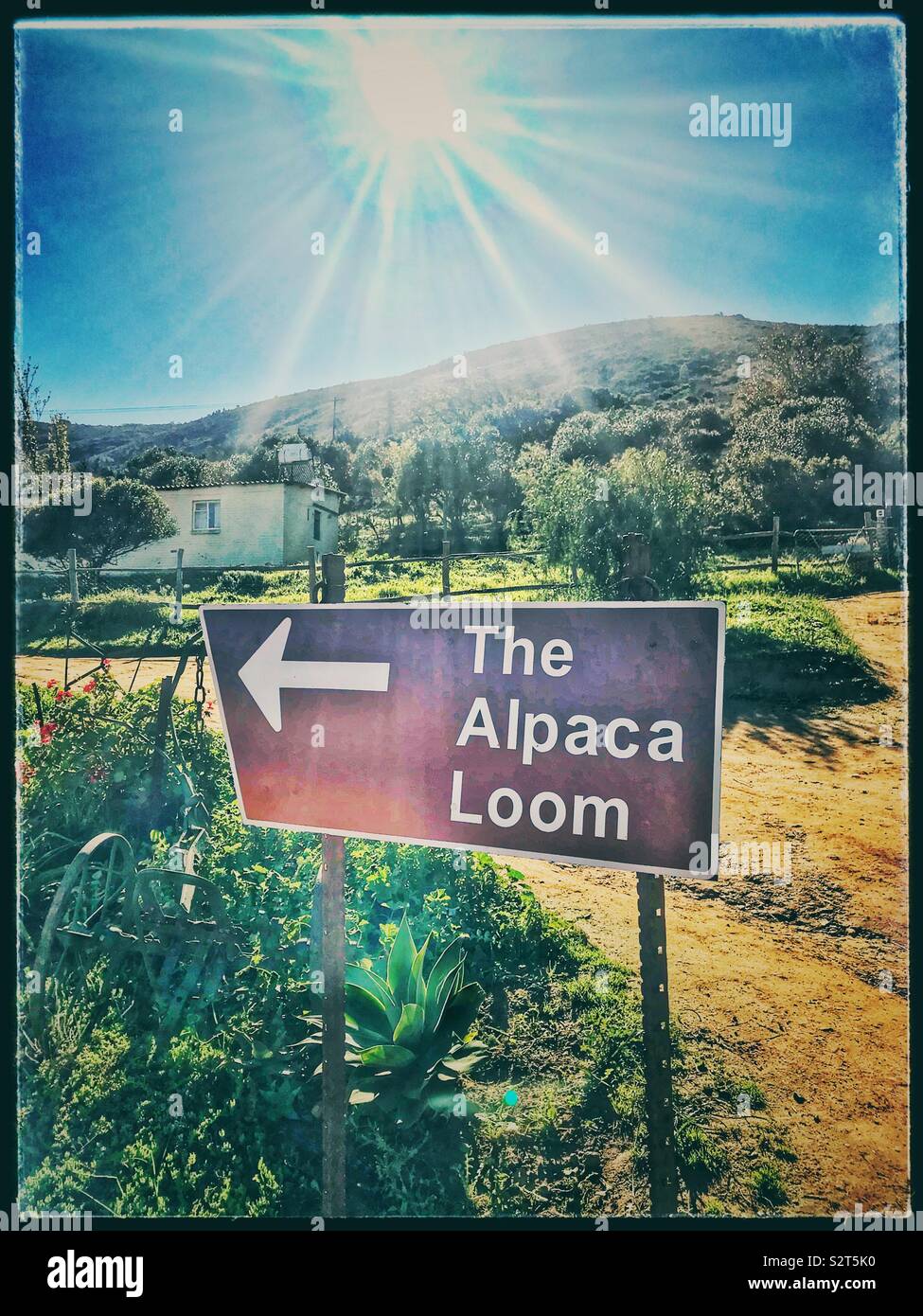 Alpaka Webstuhl, Paarl, Südafrika. - Smartphone-aufgenommenes Stockfoto