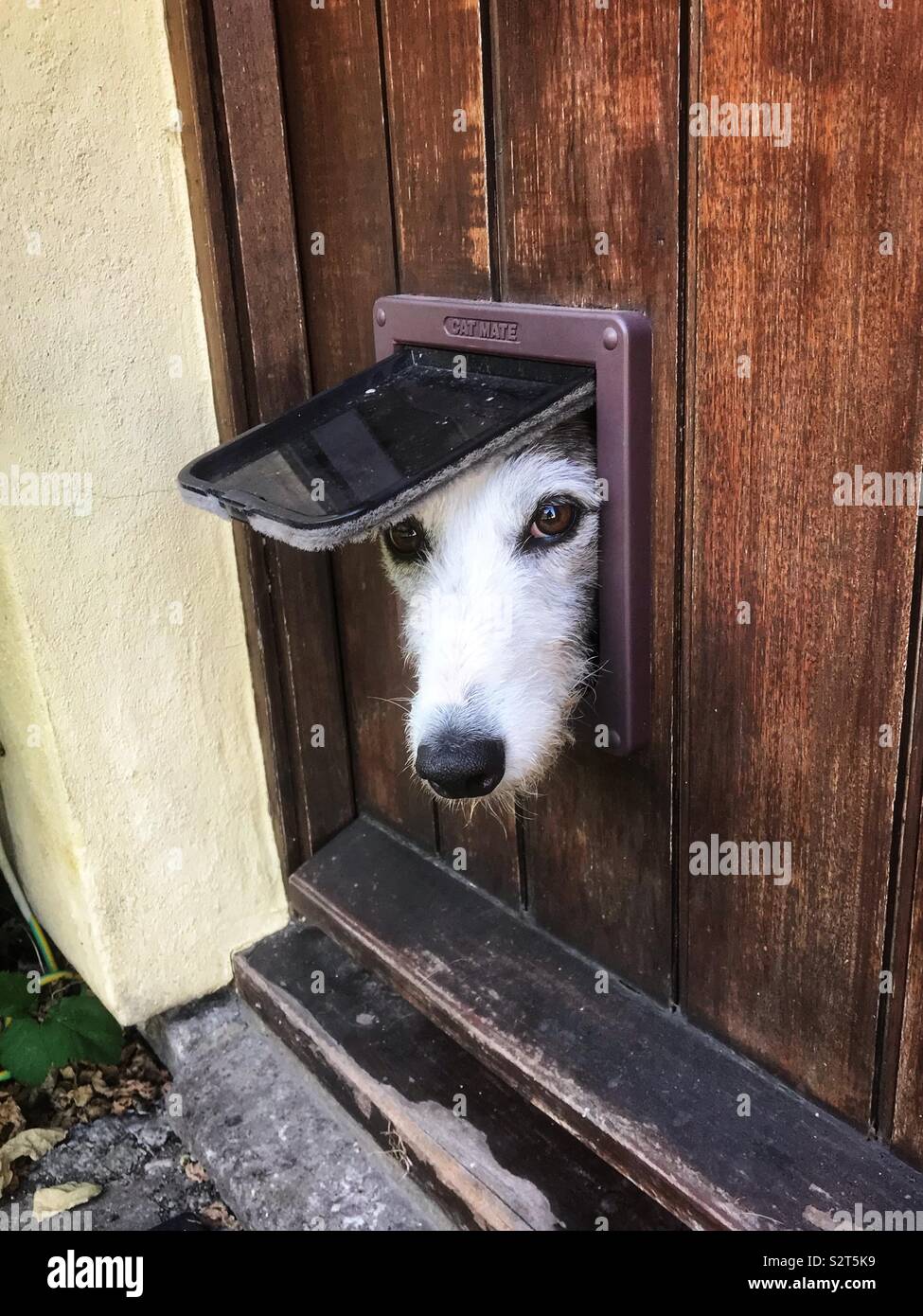 Lurcher Hund suchen durch eine Katzenklappe Stockfoto
