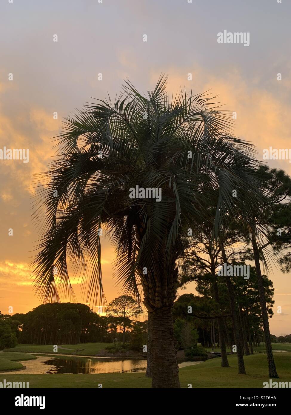 Sonnenuntergang mit großen Palmen, Wasser mit Reflexionen und grünes Gras Landschaft mit Bäumen Stockfoto