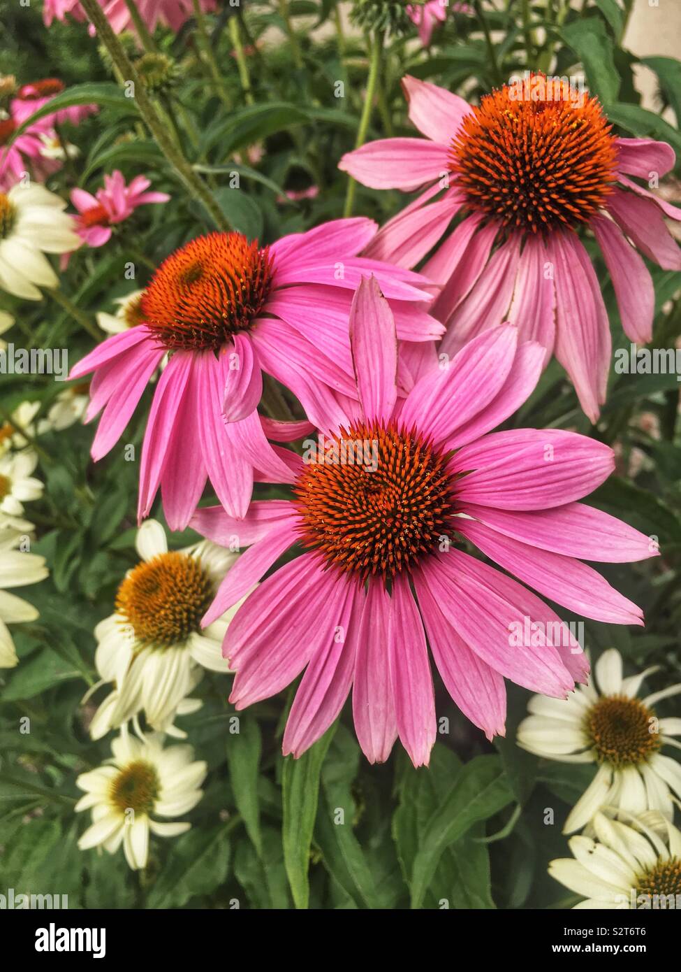 Schöne rosa Blüte, Echinacea purpurea, Ost Sonnenhut, Igel coneflower oder Sonnenhut. Stockfoto