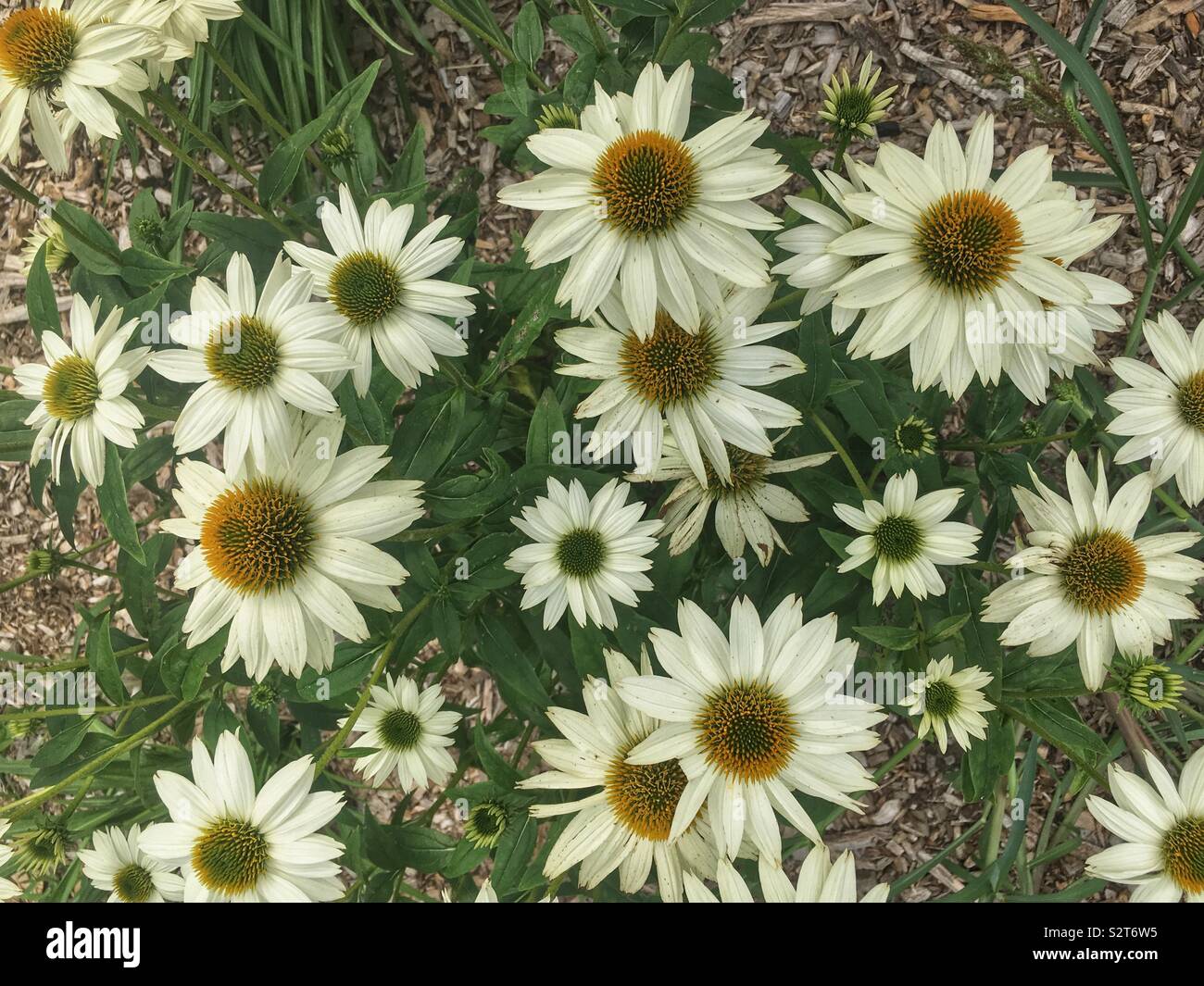 Schöne weiße Blumen, Echinacea purpurea, Ost Sonnenhut, Igel coneflower oder Sonnenhut. Stockfoto