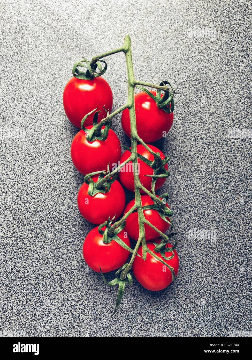 Strauchtomaten - Smartphone-aufgenommenes Stockfoto