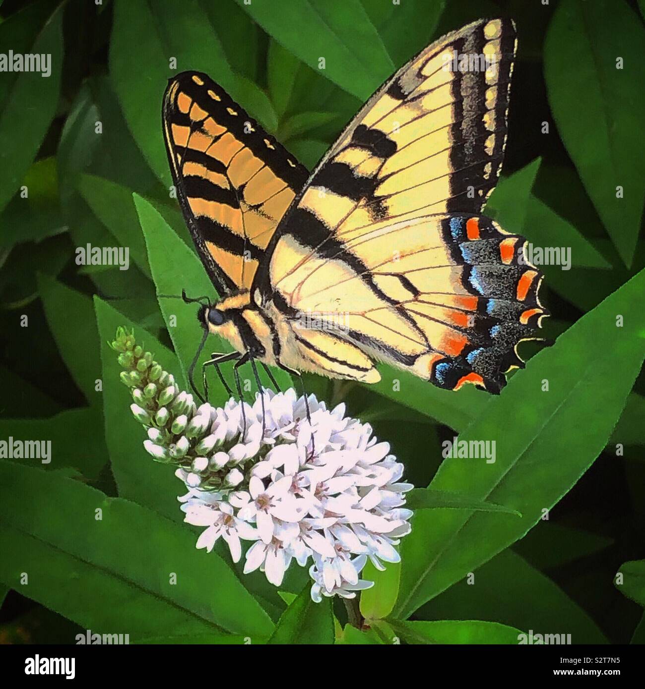 Ostern tiger Swallowtail Stockfoto