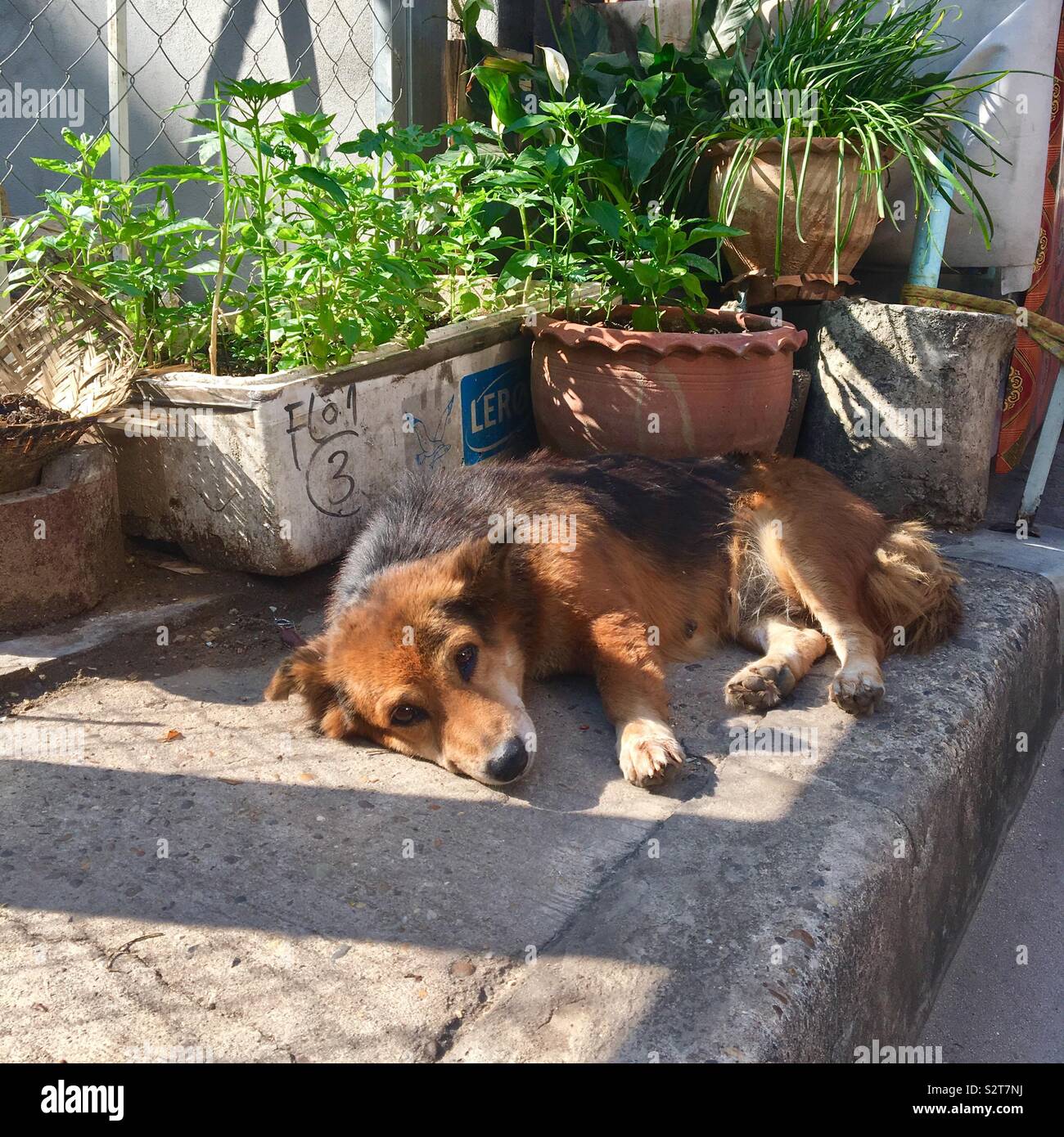 Hund liegend Entspannen nächste Pflanzen in Laos zum Pot Stockfoto