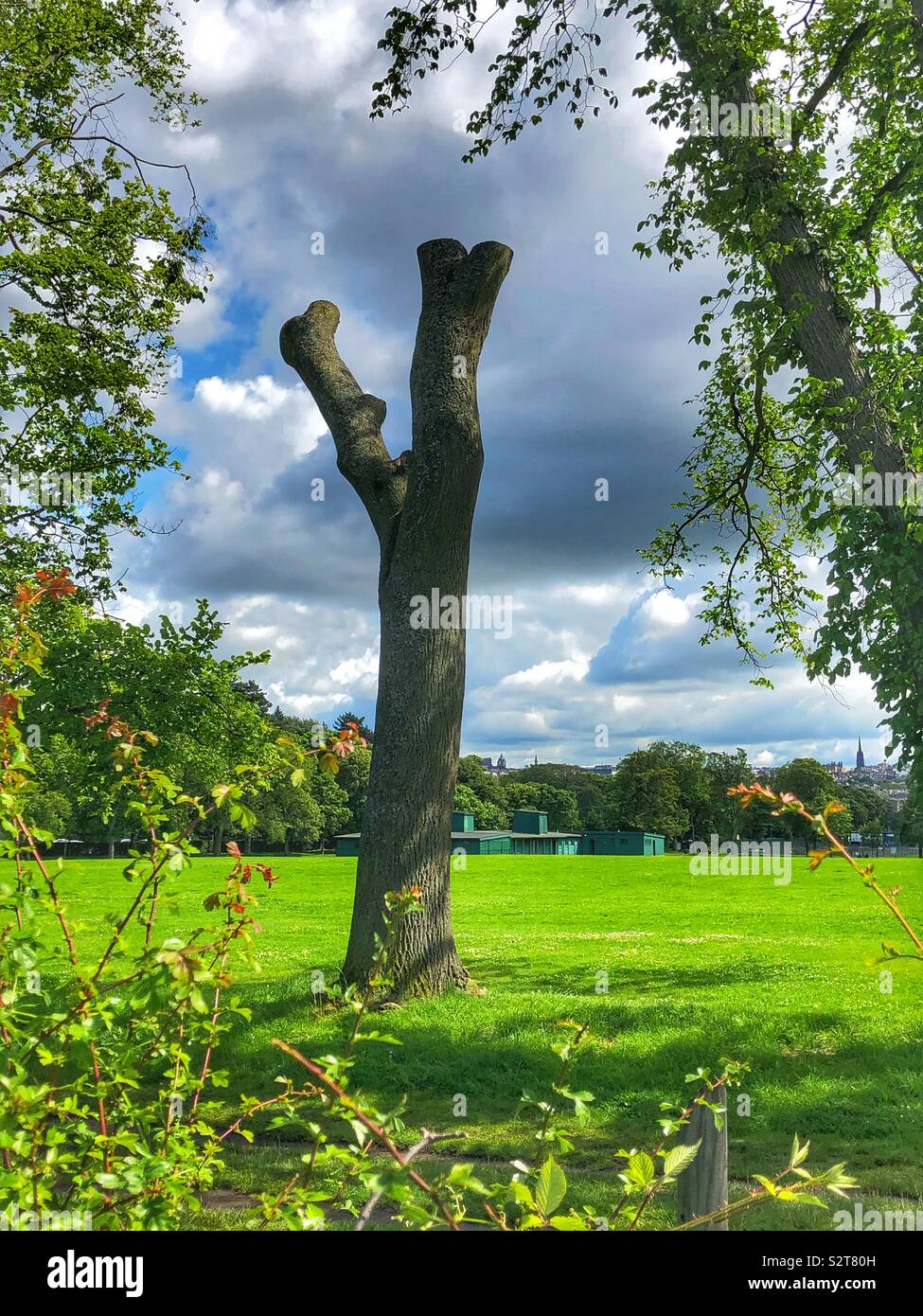 Beschnitten Baumstamm - Smartphone-aufgenommenes Stockfoto