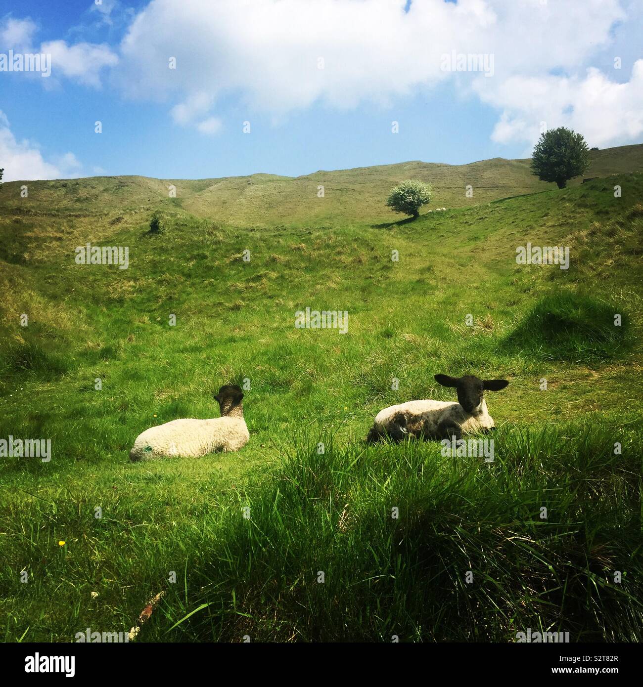 Lämmer auf Cleeve Hill Stockfoto