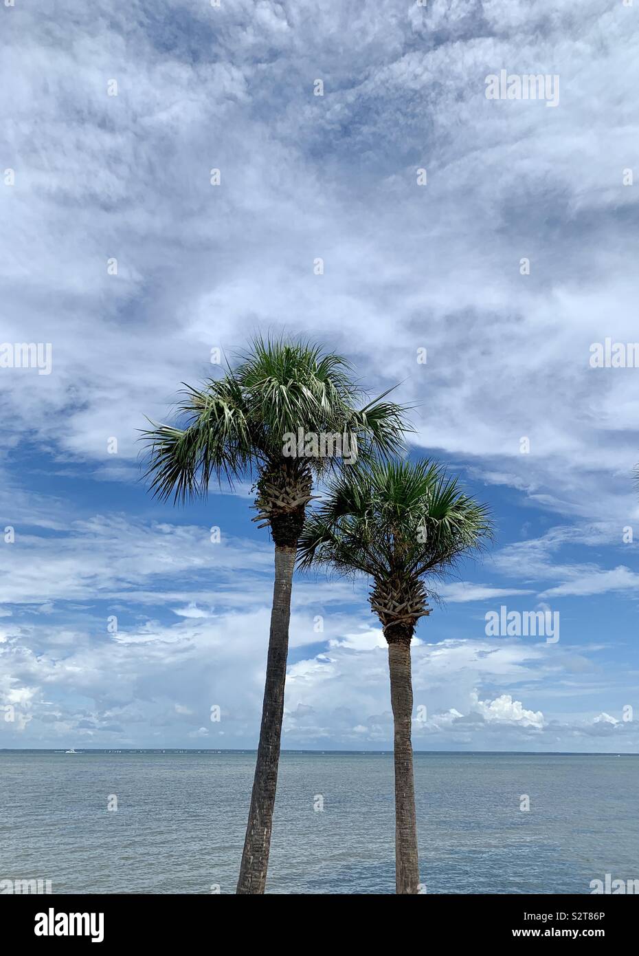 Zwei große Palmen mit Blick auf die Blue Bay Wasser, blauer Himmel mit weißen Wolken Stockfoto