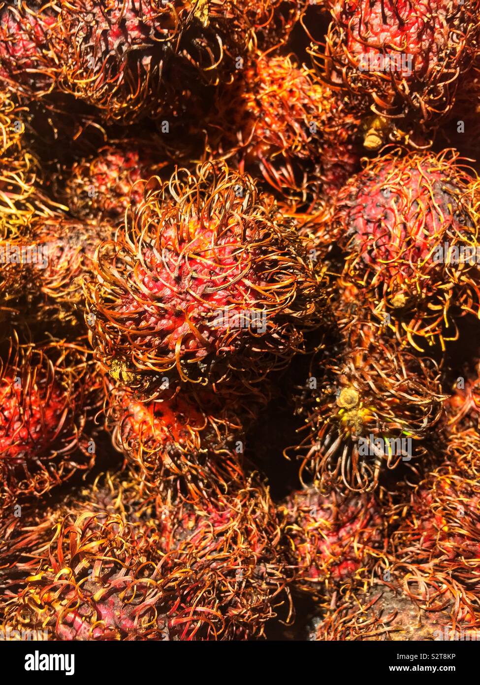 Reif, rambutan Nephelium lappaceum, tropische Früchte und Samen. Stockfoto