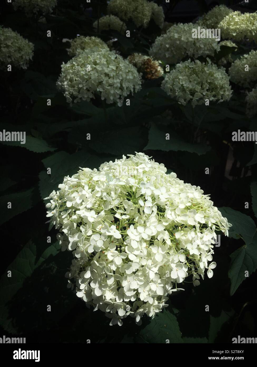 Schöne weiße Hortensie Blume im Sommer Sonne aalen. - Smartphone-aufgenommenes Stockfoto