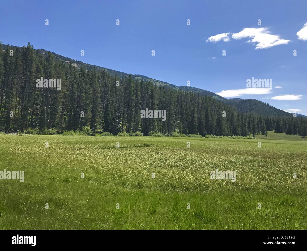 Eine Baumlinie vor einer Gruppe von Brunnen in Wyoming, USA Stockfoto