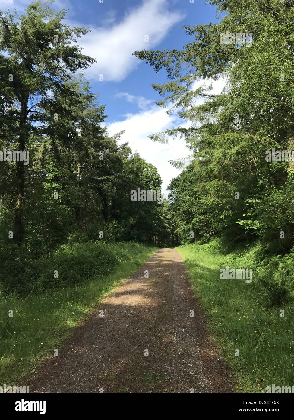 Bischöfe Woods, Cornwall Stockfoto