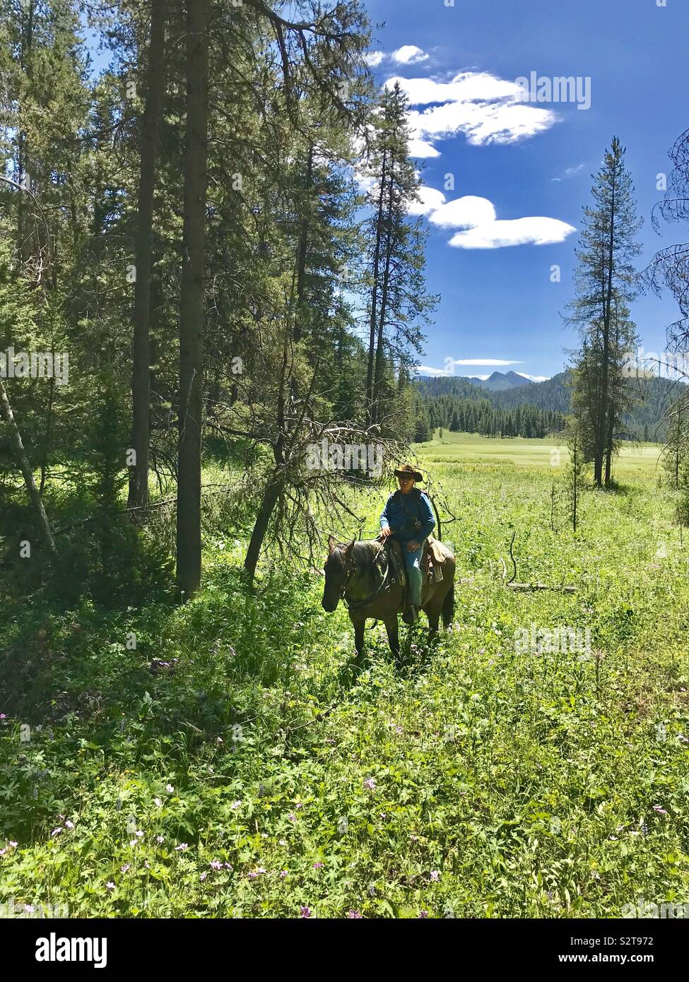 Wyoming rancher Reiten durch eine Bergwiese mit Pinien in Wyoming Stockfoto