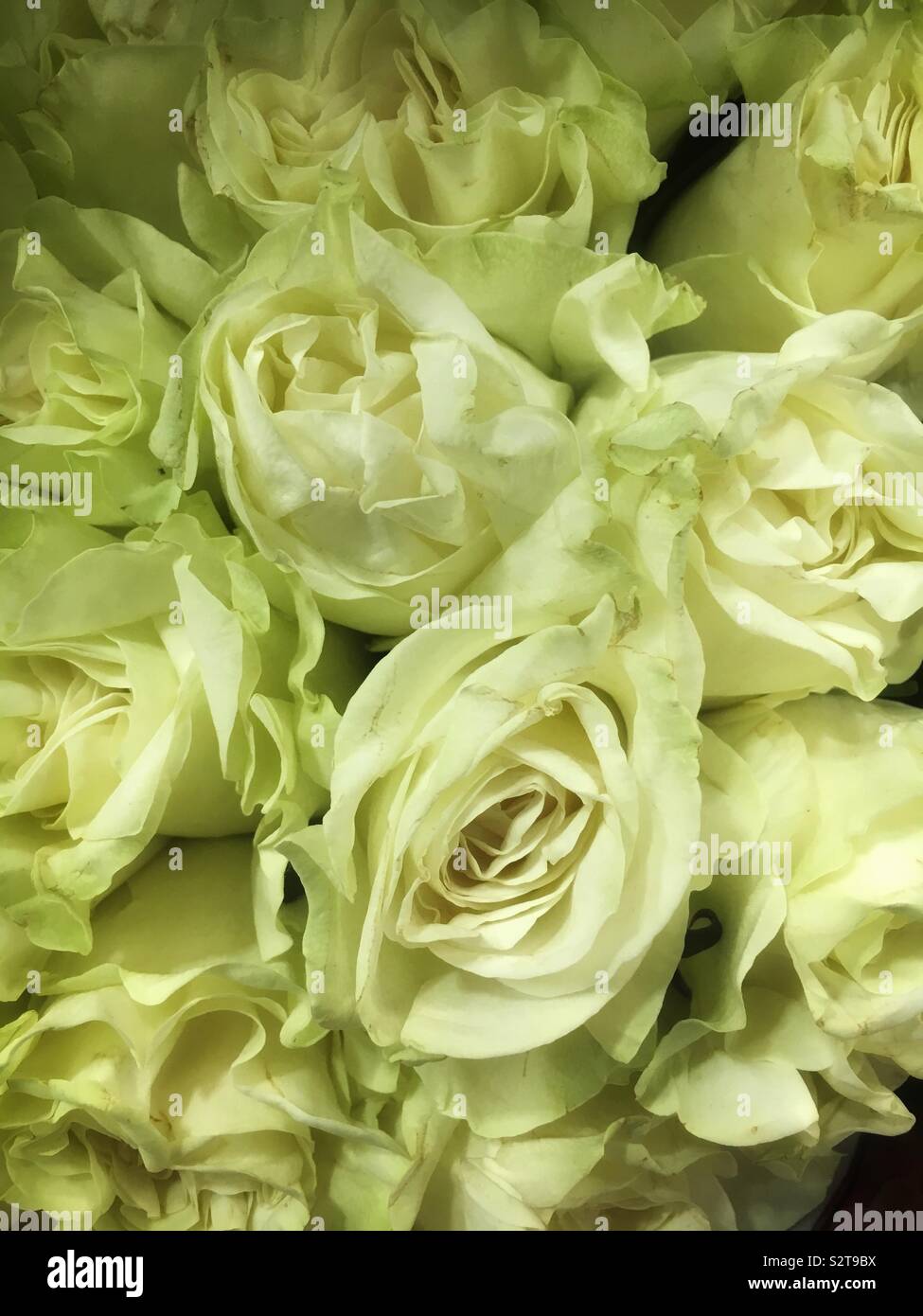 Schönen Strauß mit frischen weißen Rosen. Stockfoto