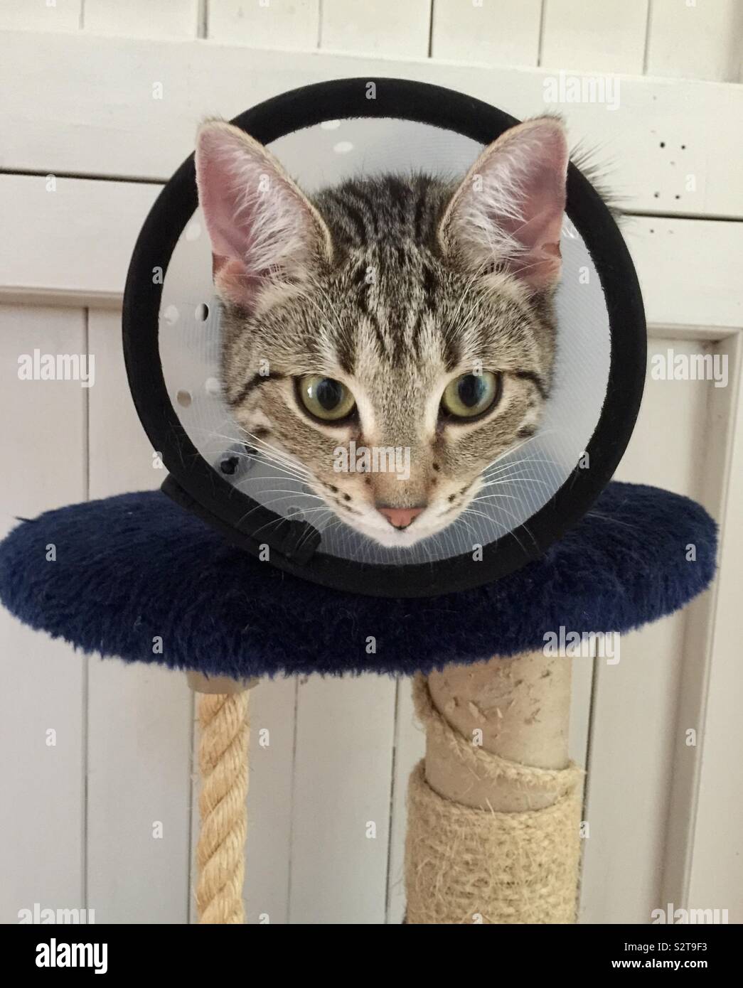 Katze in der Kegel - Smartphone-aufgenommenes Stockfoto