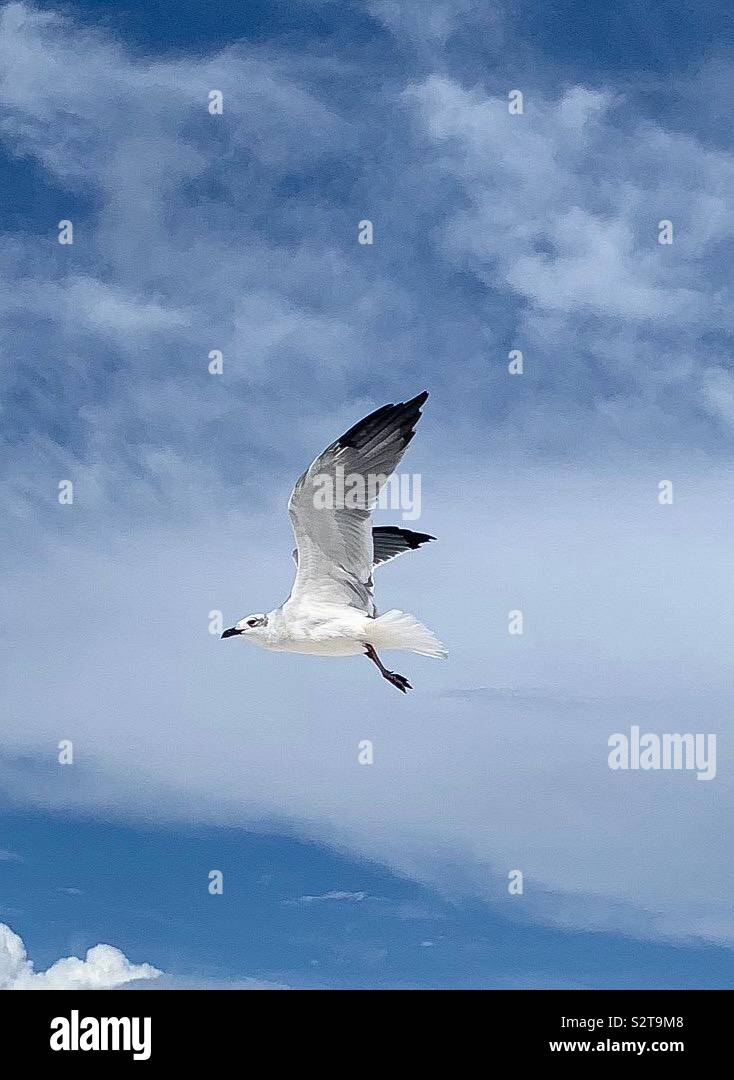 Einzelne weiße Möwe inflight mit weißen Wolken Hintergrund - Smartphone-aufgenommenes Stockfoto