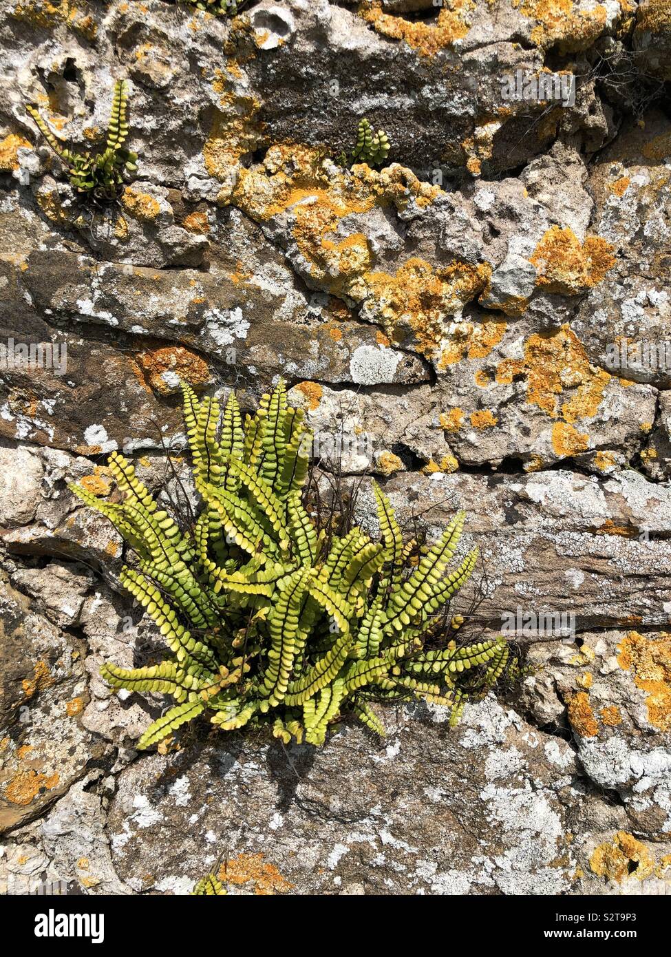 Maidenhair spleenwort und Flechten besiedeln eine alte Mauer aus Stein Stockfoto