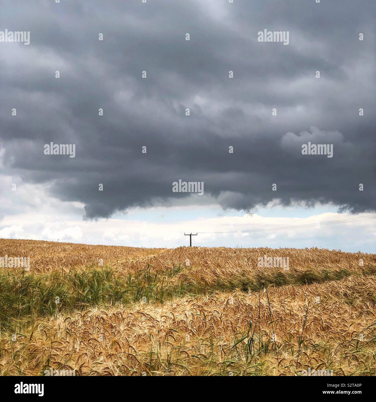Telegraphenmast im Feld von Weizen - Smartphone-aufgenommenes Stockfoto