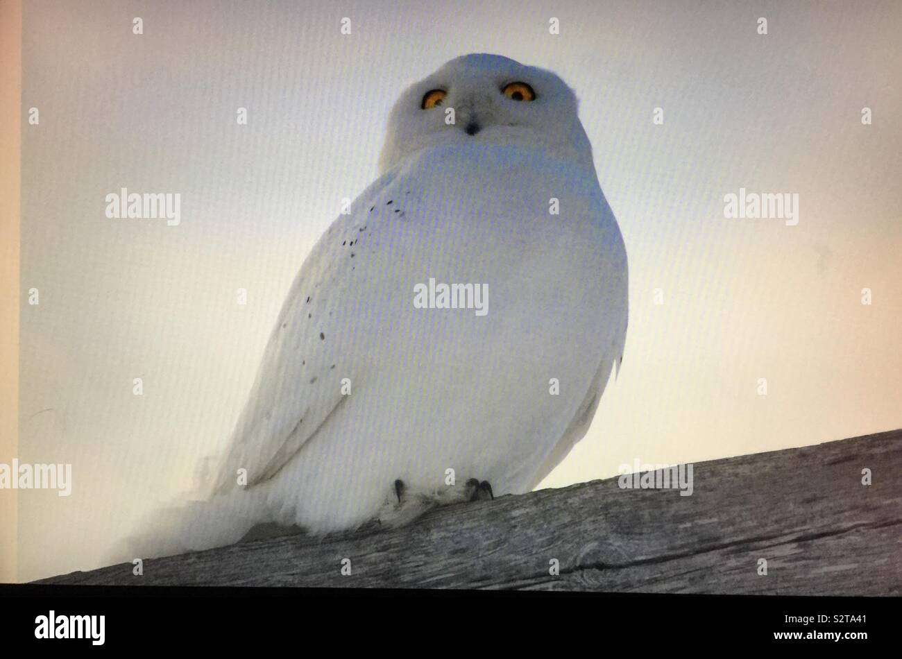 Snowy Owl, männlich Stockfoto