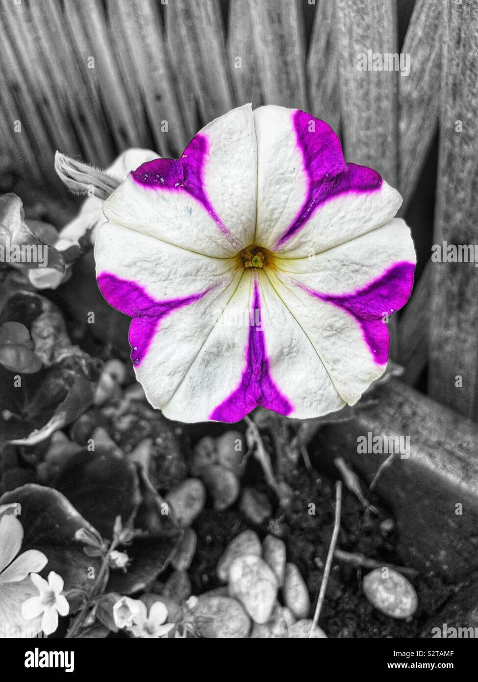 Farbe pop Blütenblätter Stockfoto