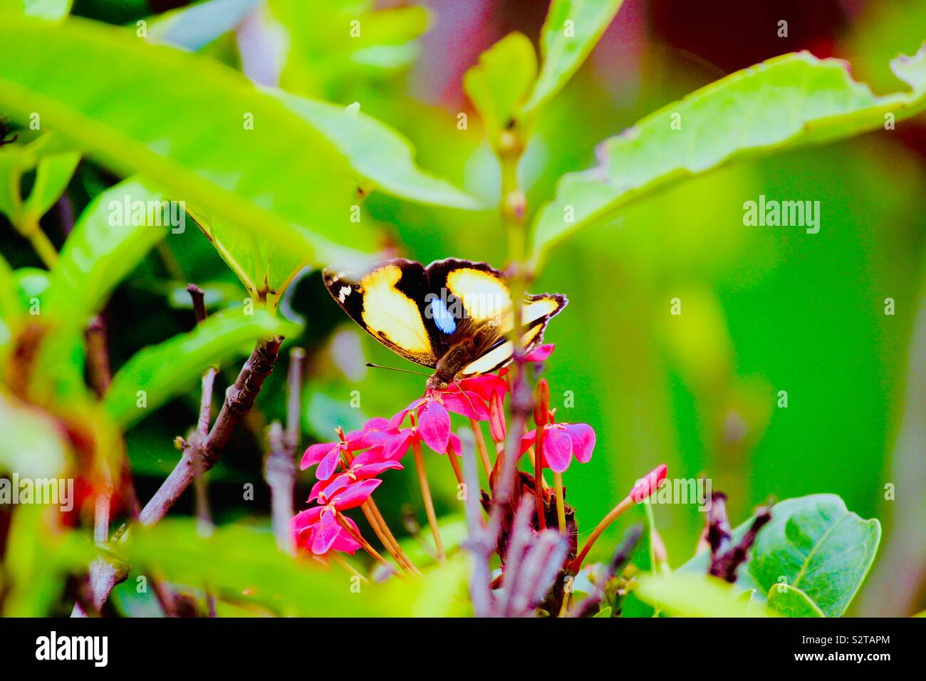 Der Schmetterling AUF DEN BLUMEN Stockfoto