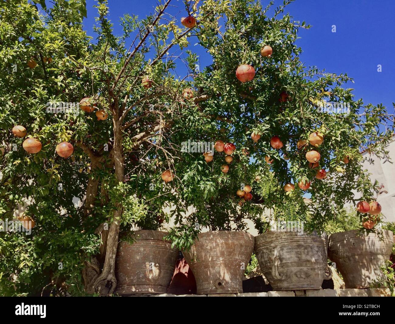 Granatäpfel in Töpfen - Smartphone-aufgenommenes Stockfoto