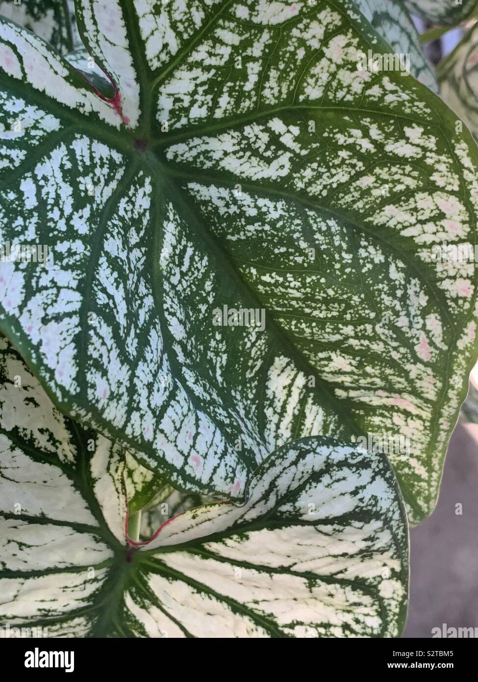 Grün und Weiß caladium Blätter Stockfoto