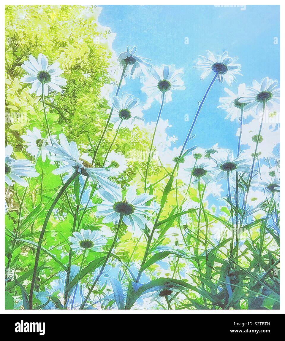 Gänseblümchen im Garten. - Smartphone-aufgenommenes Stockfoto
