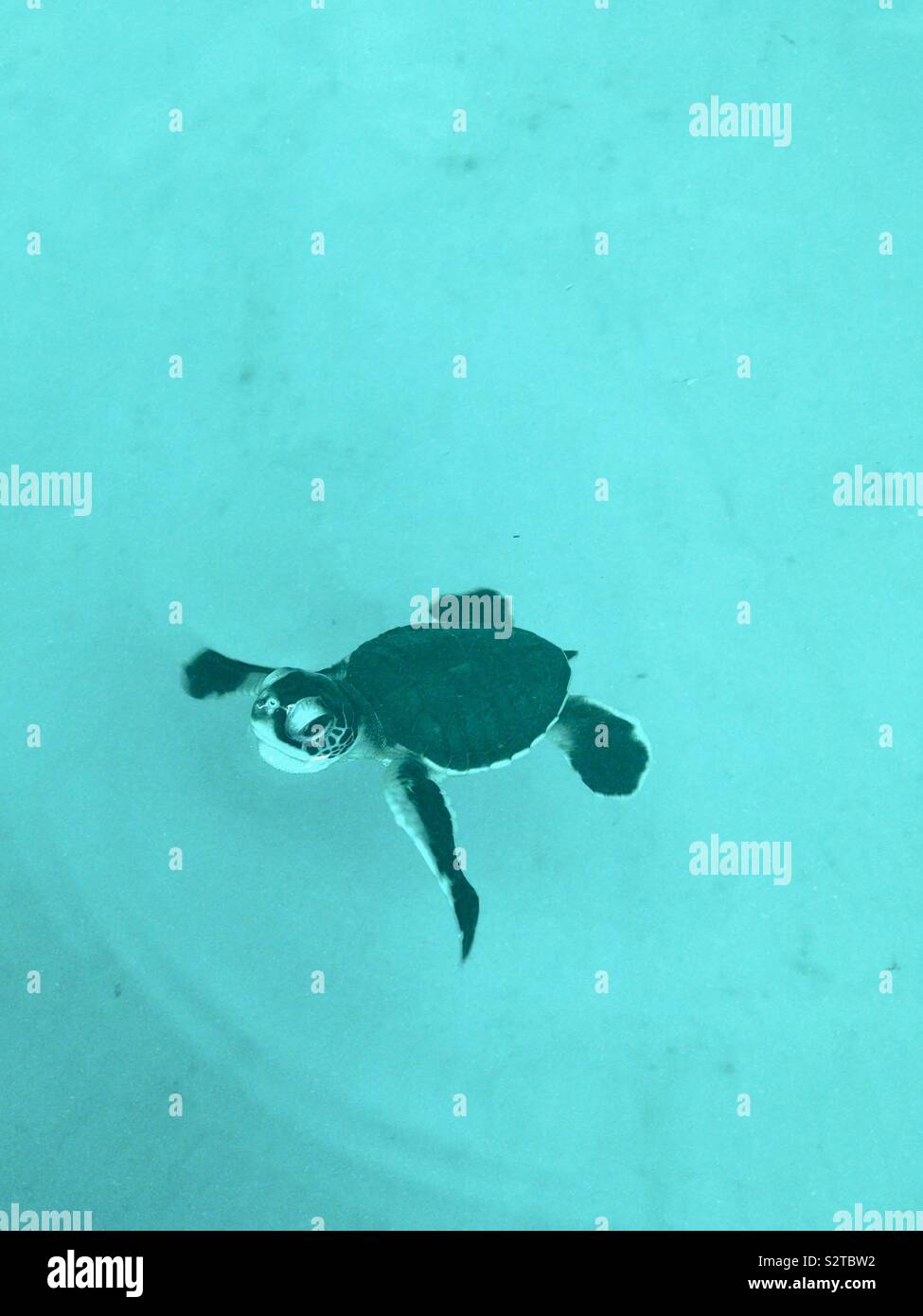 Baby-Schildkröte Stockfoto