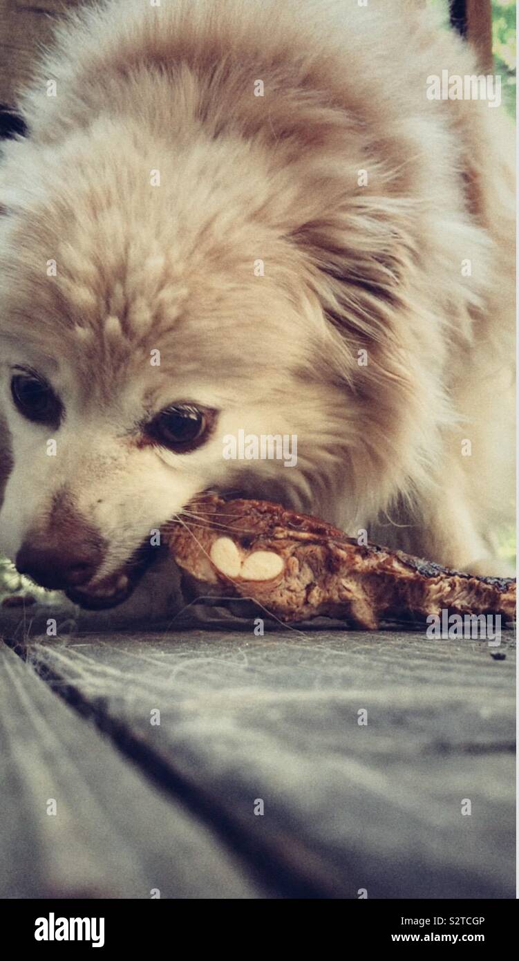 Pomeranian Hund essen eine große sparerib auf dem Deck Stockfoto