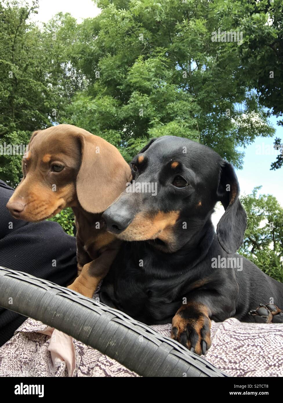 Dackel Liebe Stockfoto