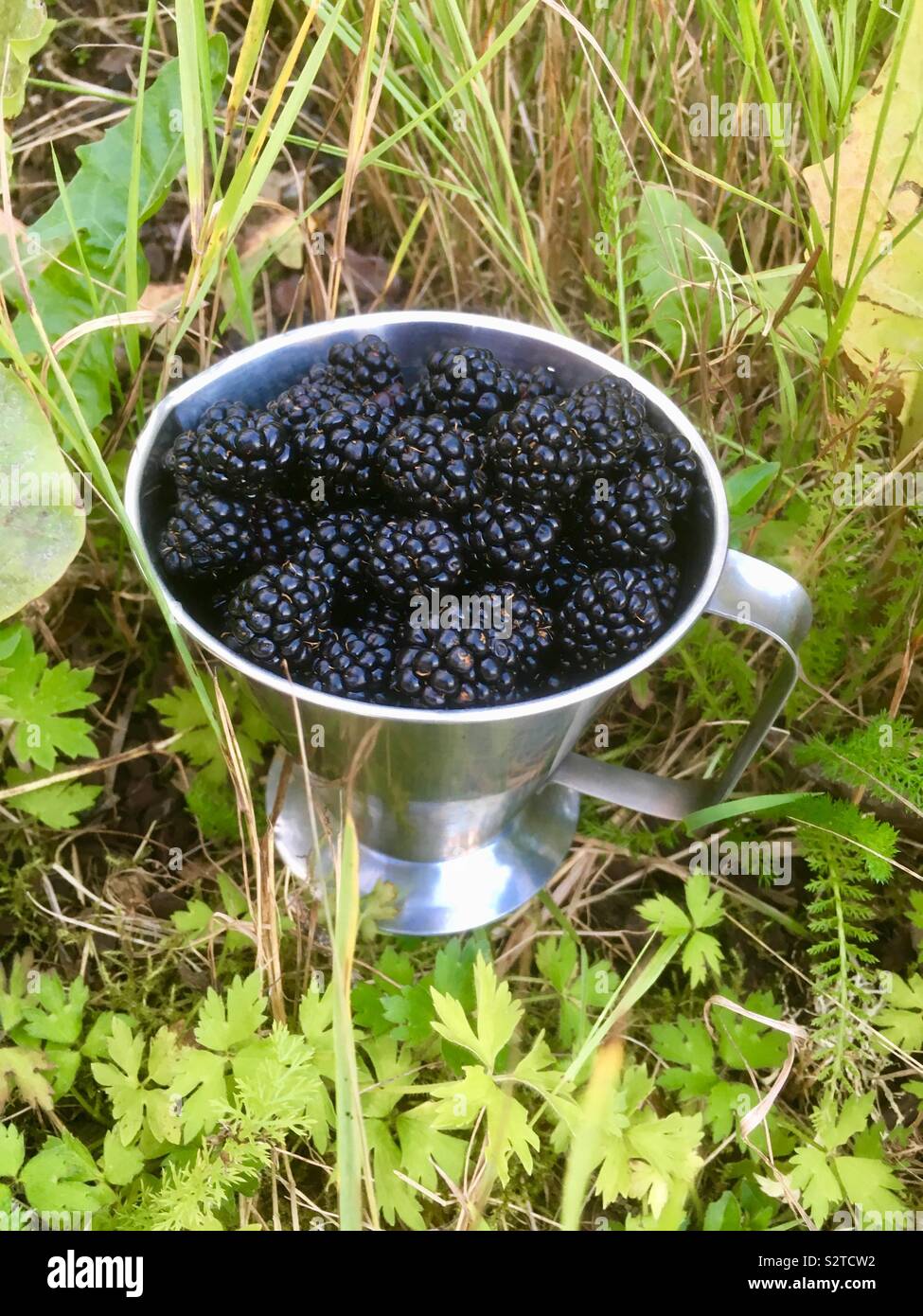 Eine Tasse schwarzen Beeren aus meinem Garten Stockfoto