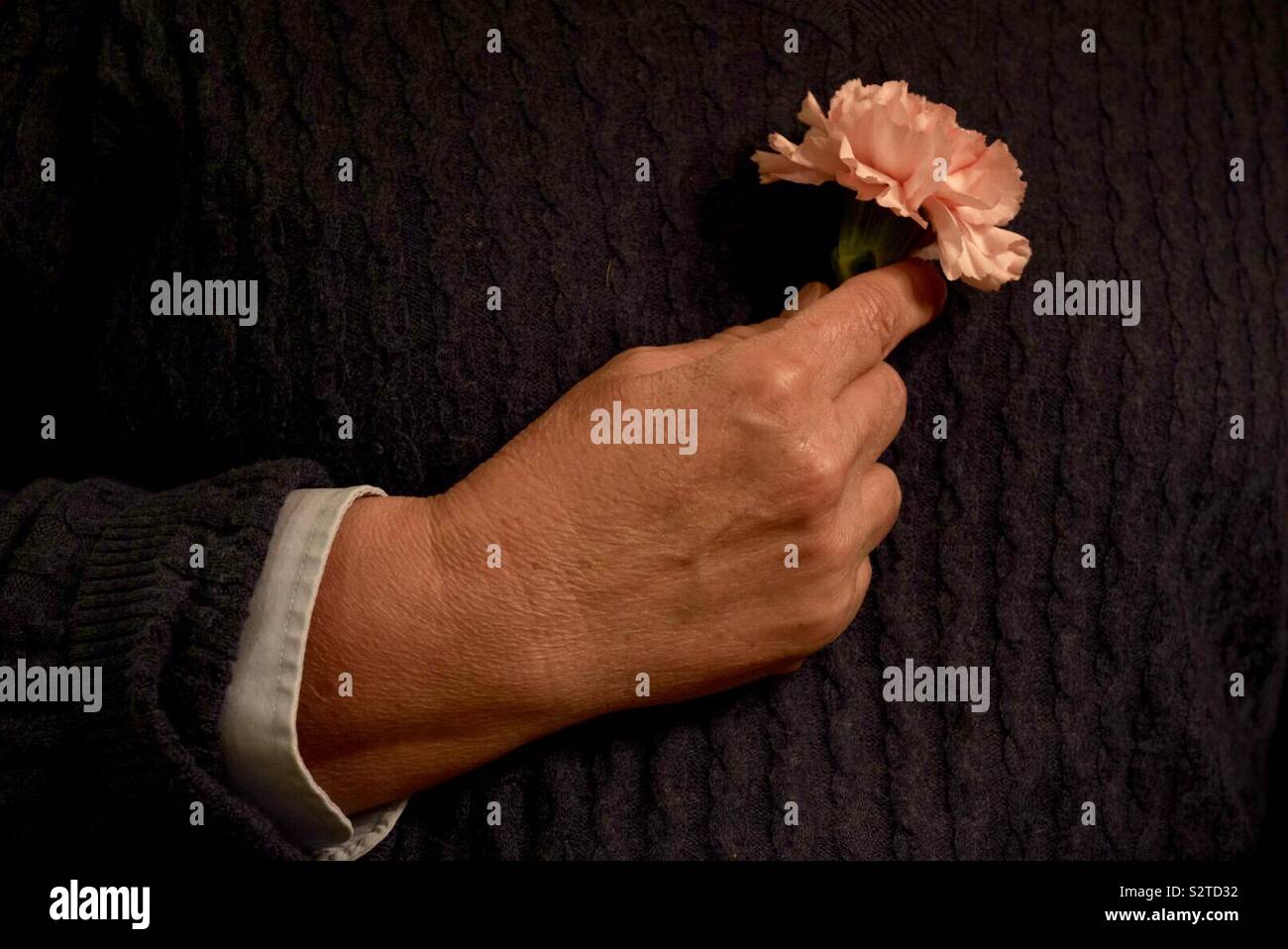Weibliche Hand, die eine rosa Nelke in ihr Herz vor dem Hintergrund der ihr dunkles blau mit zopfmuster pullover, die Konzepte der Trauer, Liebe und aufrichtige Gefühle - Smartphone-aufgenommenes Stockfoto