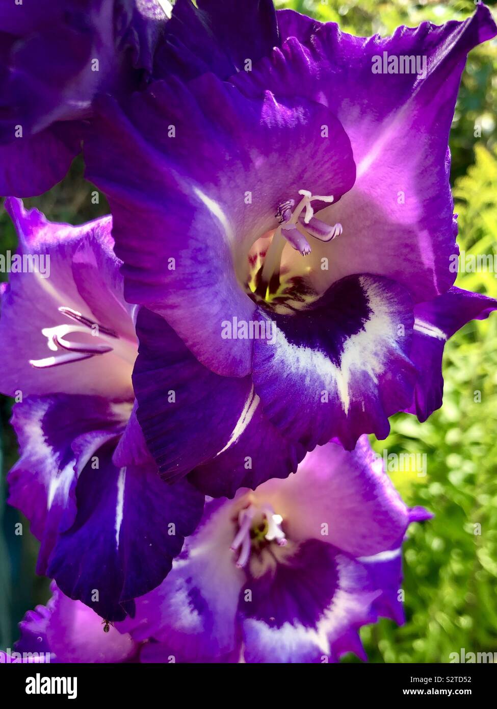 Schönen lila Blüten Stockfoto