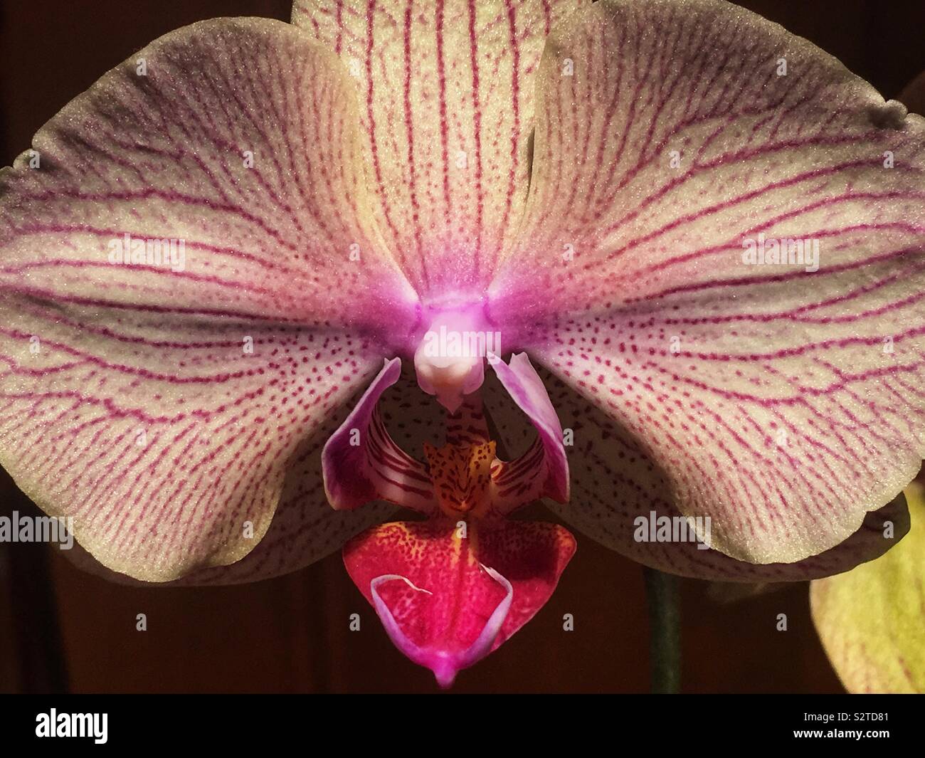 Gemeinsame rosa Orchidee in voller Blüte. - Smartphone-aufgenommenes Stockfoto