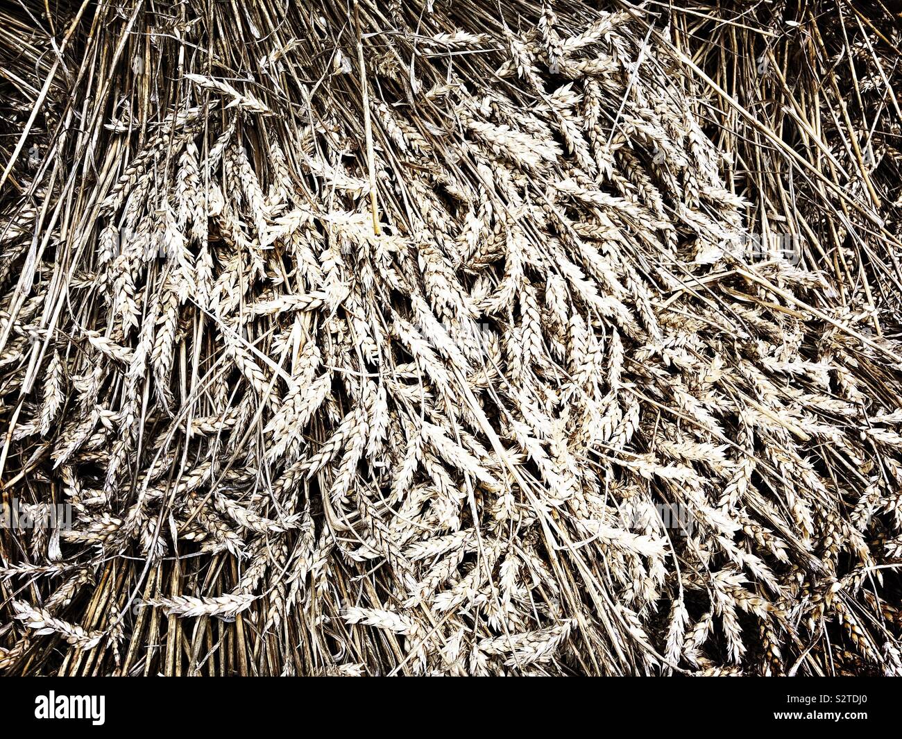 Getrockneten Weizen Stockfoto