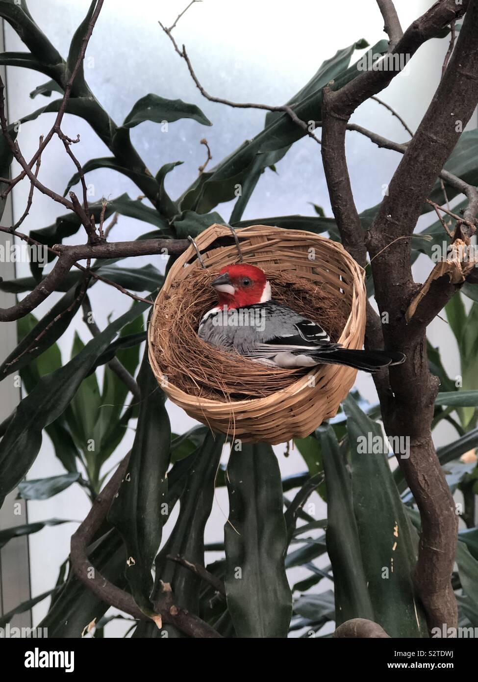 Vogel im nest Stockfoto