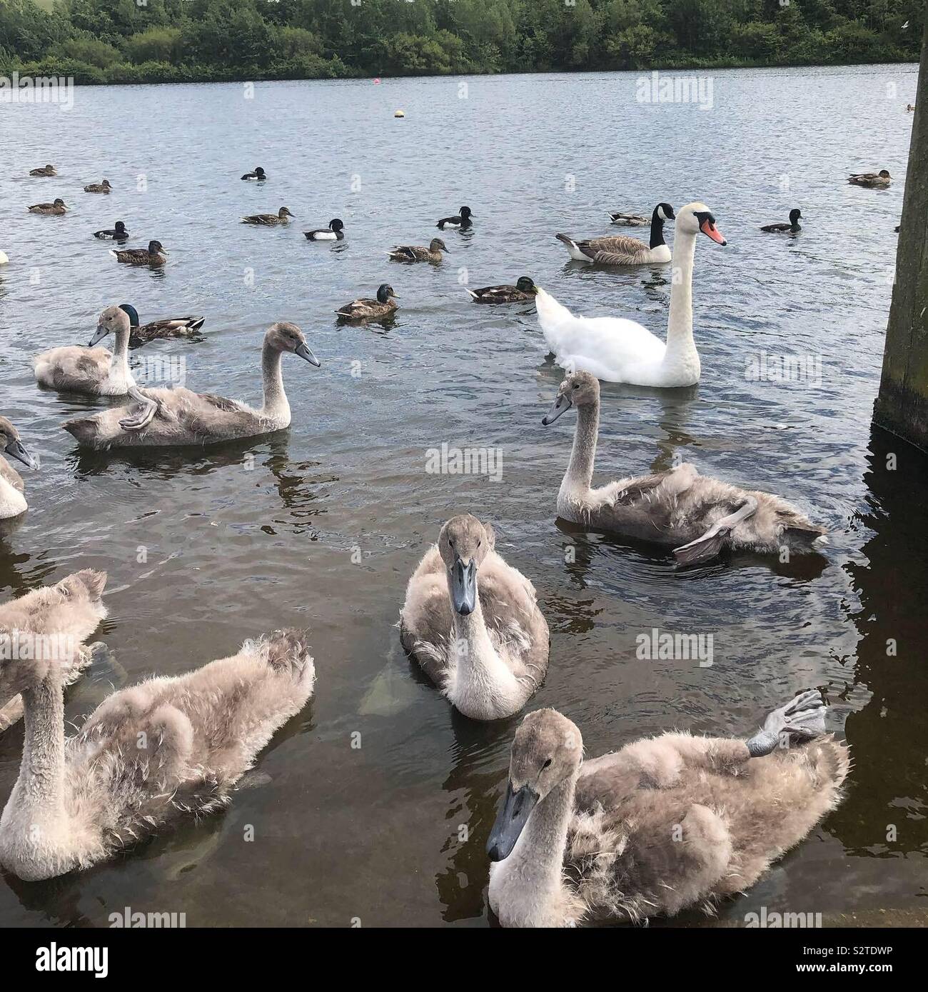 Schwäne, Signets, Enten, Blässhühner und Blässhühner auf einem See Stockfoto