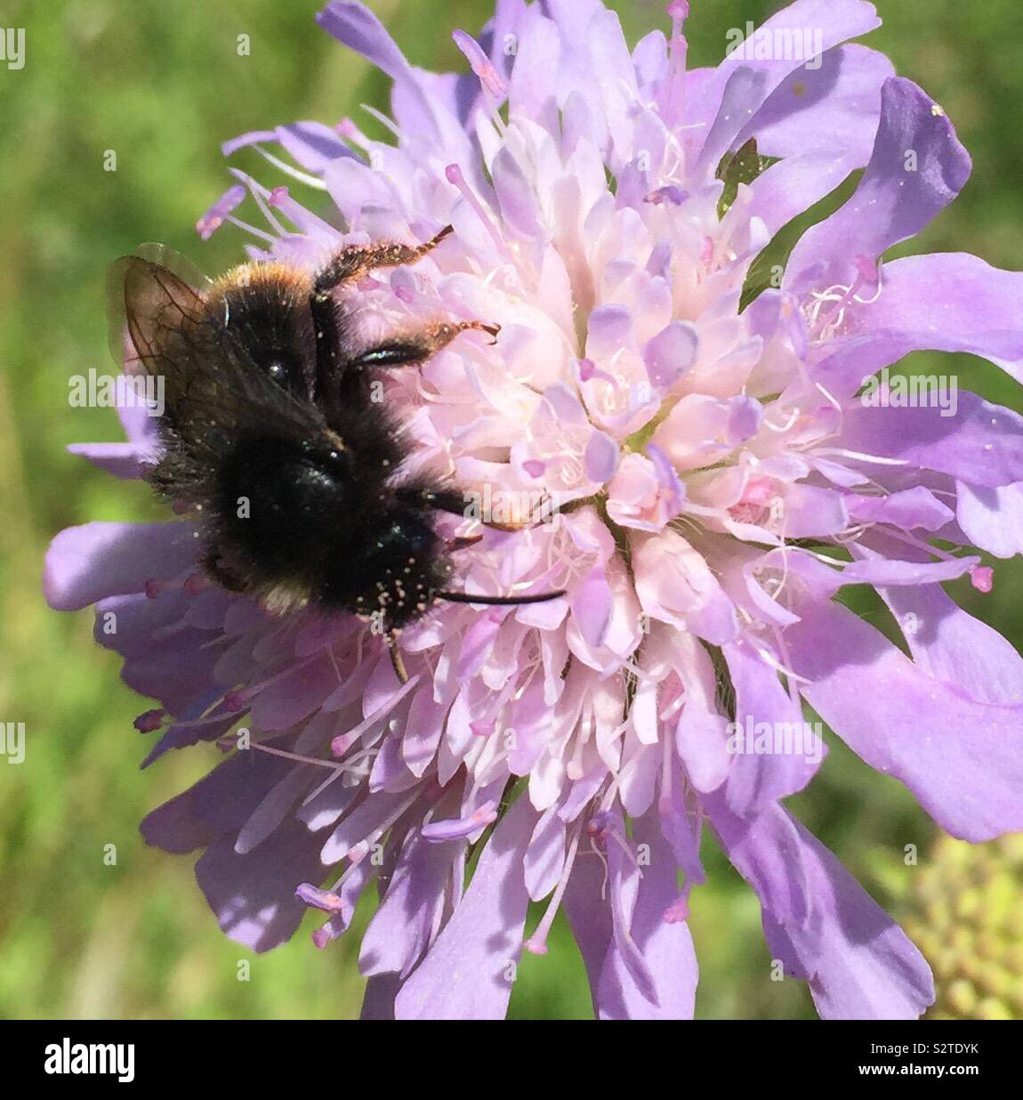 Biene bestäubt eine lila Scabious Blume Stockfoto