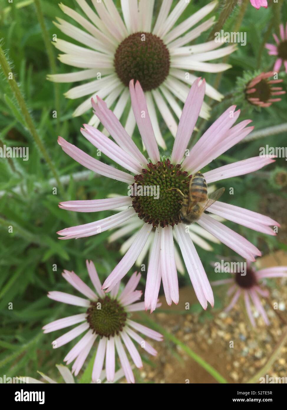 Biene auf Blüte Stockfoto