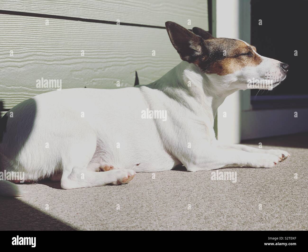 Hund Einweichen in Sonnenschein. Stockfoto