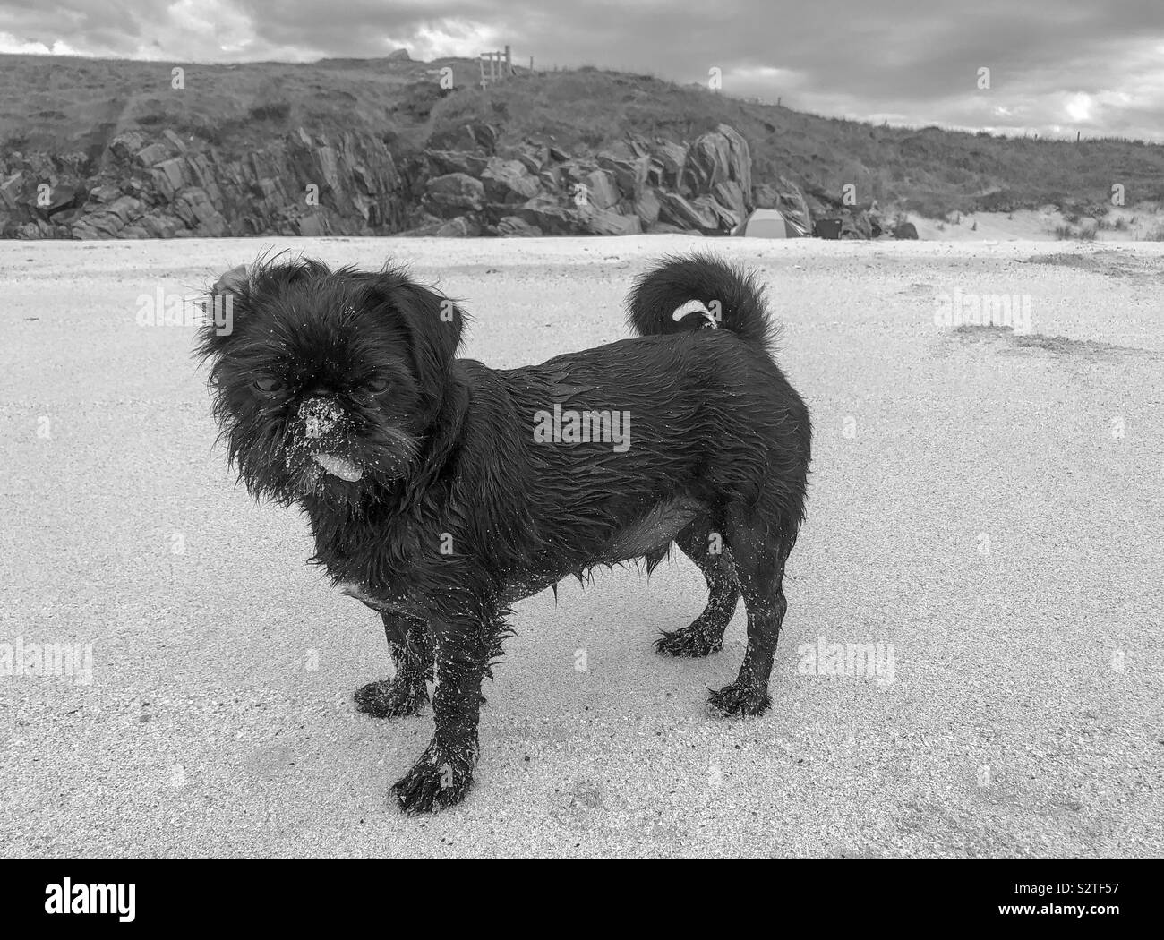 Pfeffer, pug Shih Tzu cross auf carnish Strand. Uig, Lewis, Äußere Hebriden, Schottland. UK. - Smartphone-aufgenommenes Stockfoto
