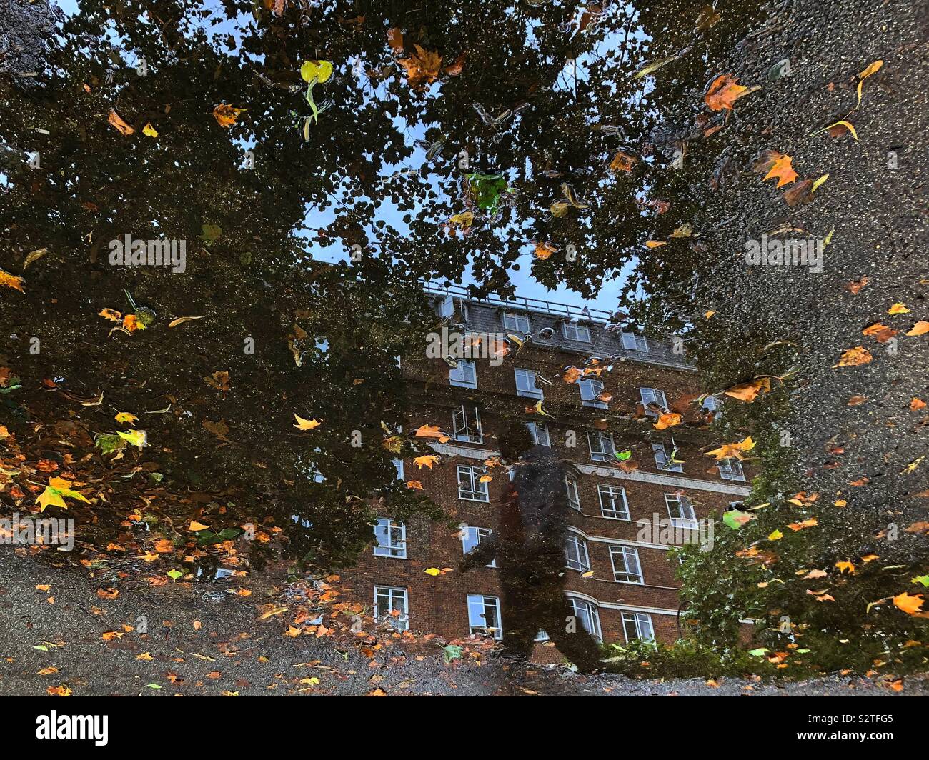 Reflexionen eines Gebäudes und man walking Vergangenheit eine Pfütze mit Blättern in Russell Square in London. - Smartphone-aufgenommenes Stockfoto