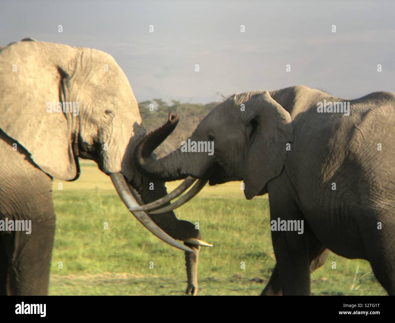 Elefant Hug Stockfoto