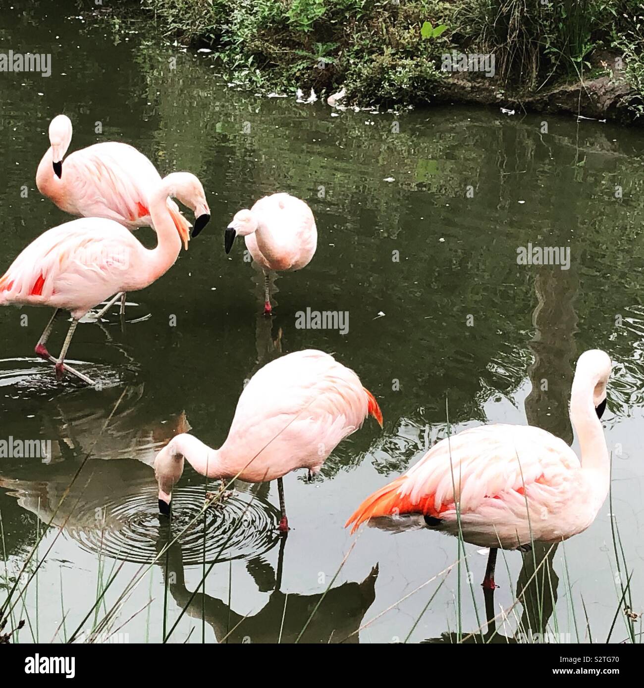 Wingham, Flamingos Stockfoto