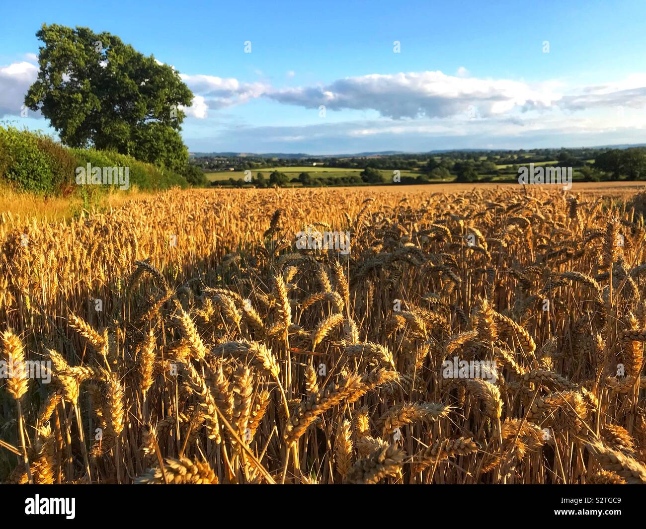 Weizenfeld - Smartphone-aufgenommenes Stockfoto